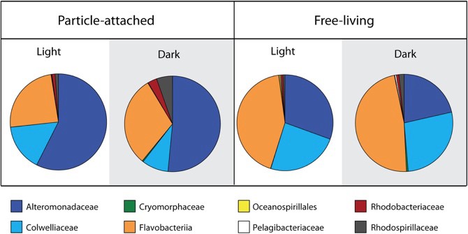 algal-derived N incorporation by different bacterial families